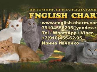 Питомник Британских кошек English Charm г.Москва